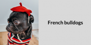 French bulldogs